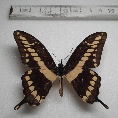 Papilio cresphontes männchen - papilio,