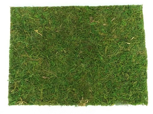 Natur moosplatte grasmatte - natur,
