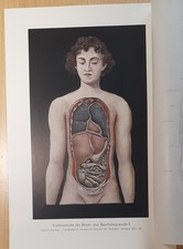 Abbildung Medizin  Anatomie