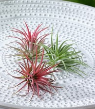 Tillandsien mix pflanzen - tillandsien,
