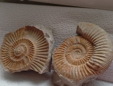 Ammonit  +Negativ , 8,5 cm