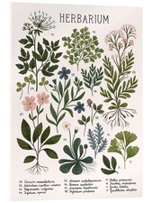 Acrylglasbild Herbarium - Kaja