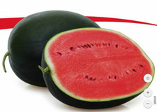 Türkische Wassermelone Adana fruchtig süß  20+Samen
