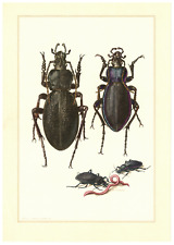 Lederlaufkäfer Carabus coriaceus Goldleiste   Käfer  Insekten Farbdruck 1961