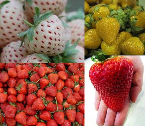 Erdbeeren sortiment xxl - erdbeeren-sortiment,