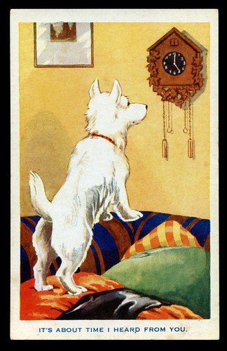 West highland white terrier - highland,