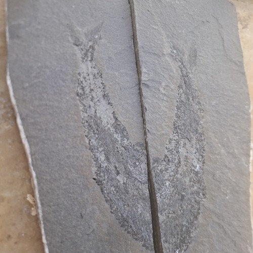 Kupferschiefer fisch mansfeld - fisch,