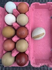 10 Bruteier Buntleger