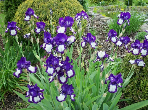 Schwertlilie rhizom aus - ,