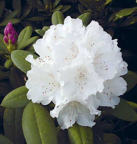 Inkarho rhododendron - -,