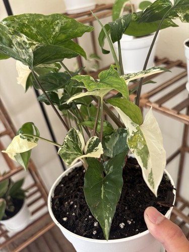 Syngonium albo variegated - albo, 6"