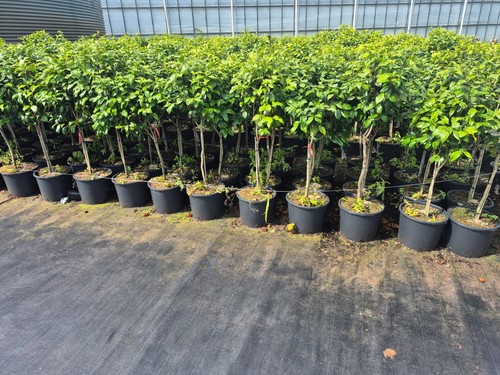 Kamelie japonica chameleon - japonica,