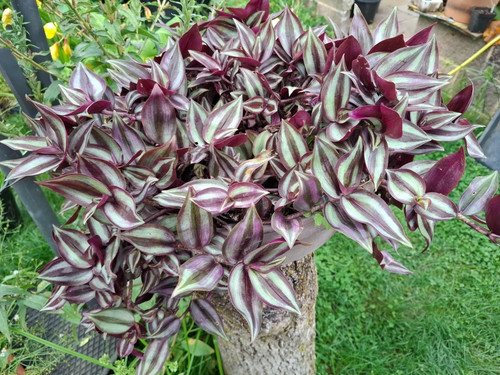 Zebra ampelkraut tradescantia - zebra-ampelkraut,