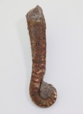 Nautiloid, Lituites lituus