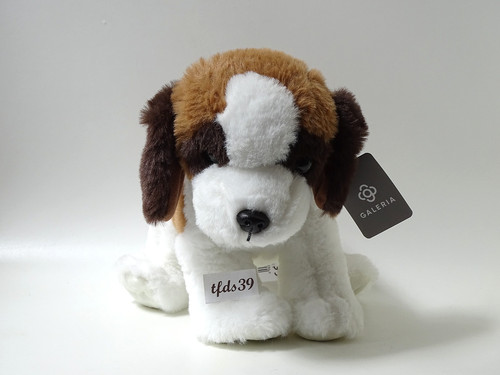Galeria hund bernhardiner - galeria,