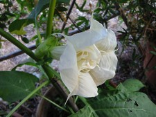 🔥 Datura Ballerina white