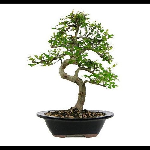 Bonsai samen sortiert posten - sortiert,