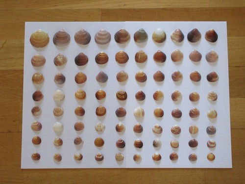 Natürliche muscheln 80 - natürliche,
