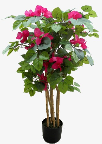 Bougainvillea 90cm - , da
