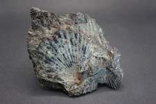 Muschel Fossil Jura Lias