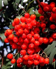 Rote Säulen-Vogelbeere - Eberesche FASTIGIATA im Container