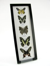 5 echte präparierte