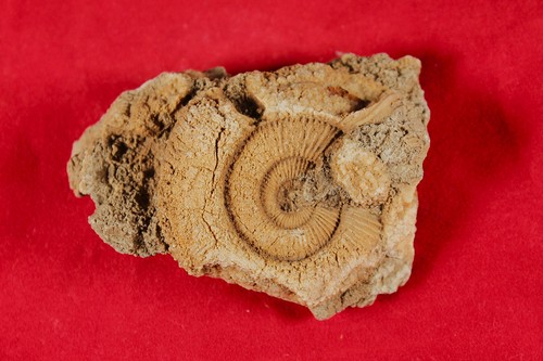 *Ammonit/Dactyloceras*ca.187Mi