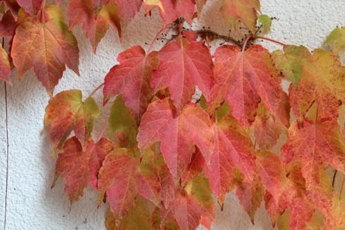 Wilder wein samen - wein,