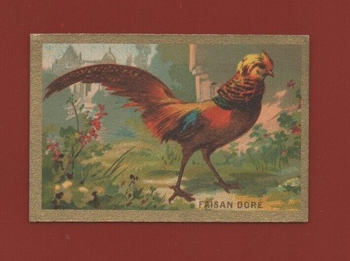 Chromo der goldfasan - goldfasan,