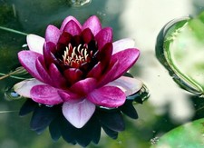 Black Princes schwarze Seerose FERTIG  im Korb 19x19 cm eingesetzt