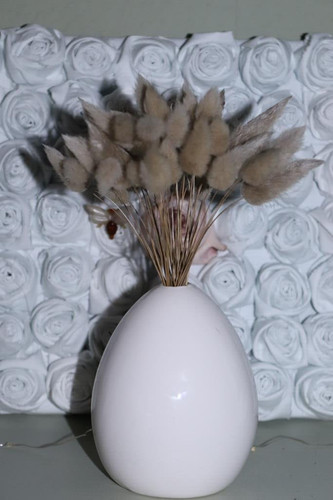 150 hasenschwanzgras echtes - x,