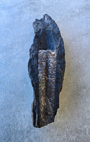 Echtes fossil belemnit - echtes,