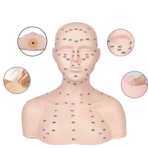 übungskopf modell leicht - Übungskopf-modell,,