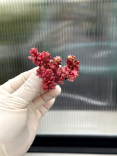 1020.Pflanzen*Sukkulenten