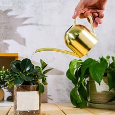 Zimmerpflanzen Kleine