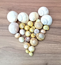 Riesen Schnecken Weinbergschnecken Fossilien Fund Heidestraße 2012 #FOS106