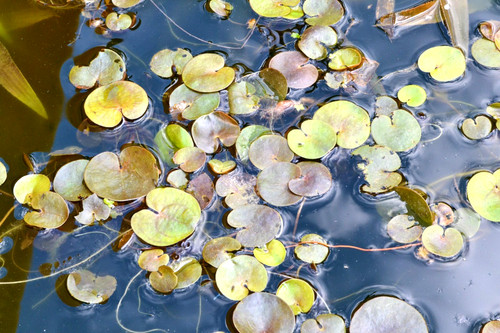 Froschbiss - 8x,