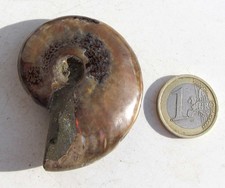 Ammonit aus Madagaskar fossil