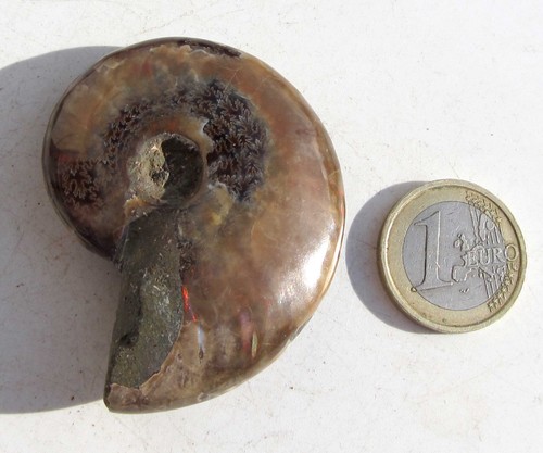 Ammonit aus madagaskar fossil - ammonit,