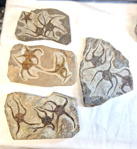 Seesterne 3er gruppe fossil - seesterne,