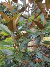 Magnolia grandiflora Alta -