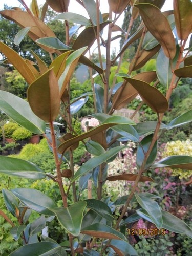 Magnolia grandiflora alta - grandiflora,