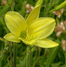 Taglilie Rundblick -