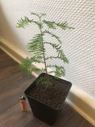 Urweltmammutbaum
