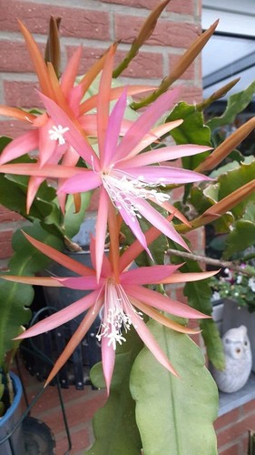 Epiphyllum blattkakteen elmira - epiphyllum,