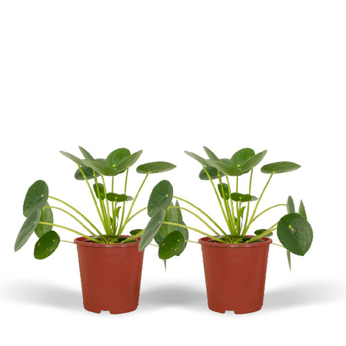 Chinesischer geldbaum pilea - chinesischer,