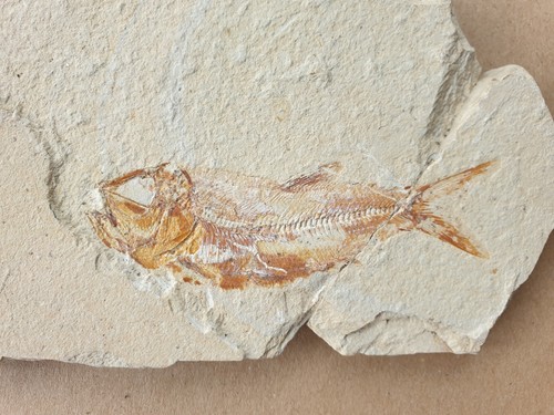 Phylactocephalus traumhafter - phylactocephalus-,