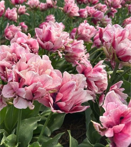 Tulpen blumenzwiebeln zwiebeln - tulpen,