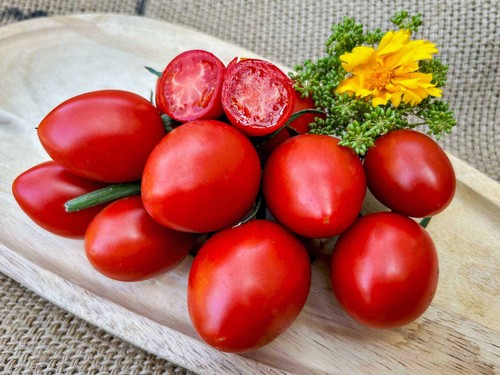Baumtomate eiertomate rot - baumtomate,