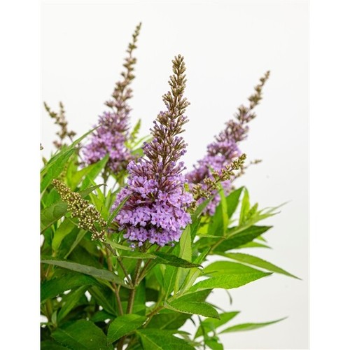 Schmetterlingsflieder - ,